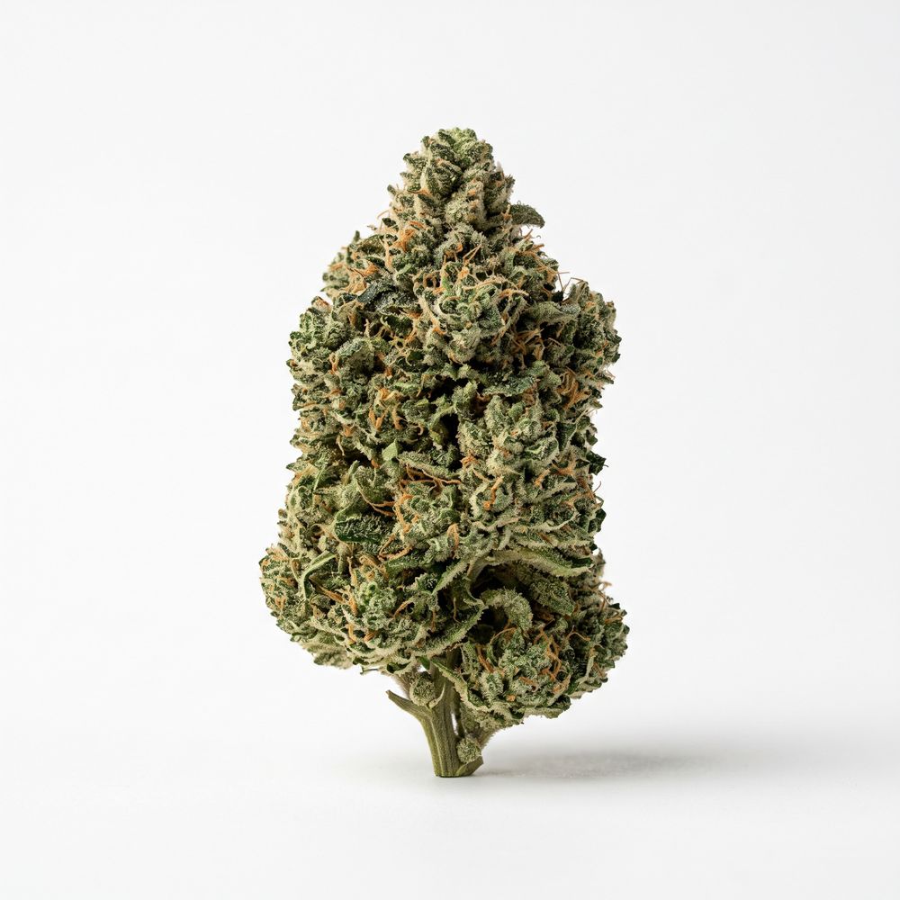 enua 33/1 MMN CA Marshmallow Man