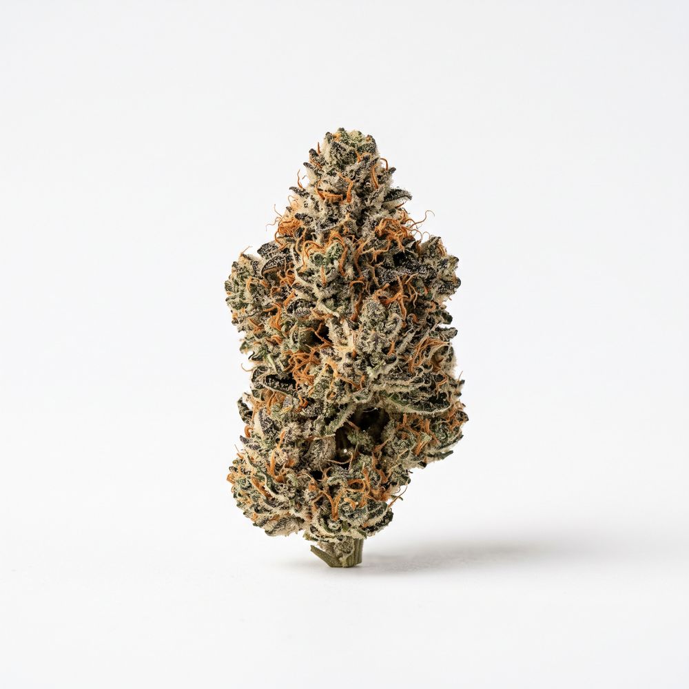 avaay SIGNATURE 23/1 BYY Blueberry Yum Yum