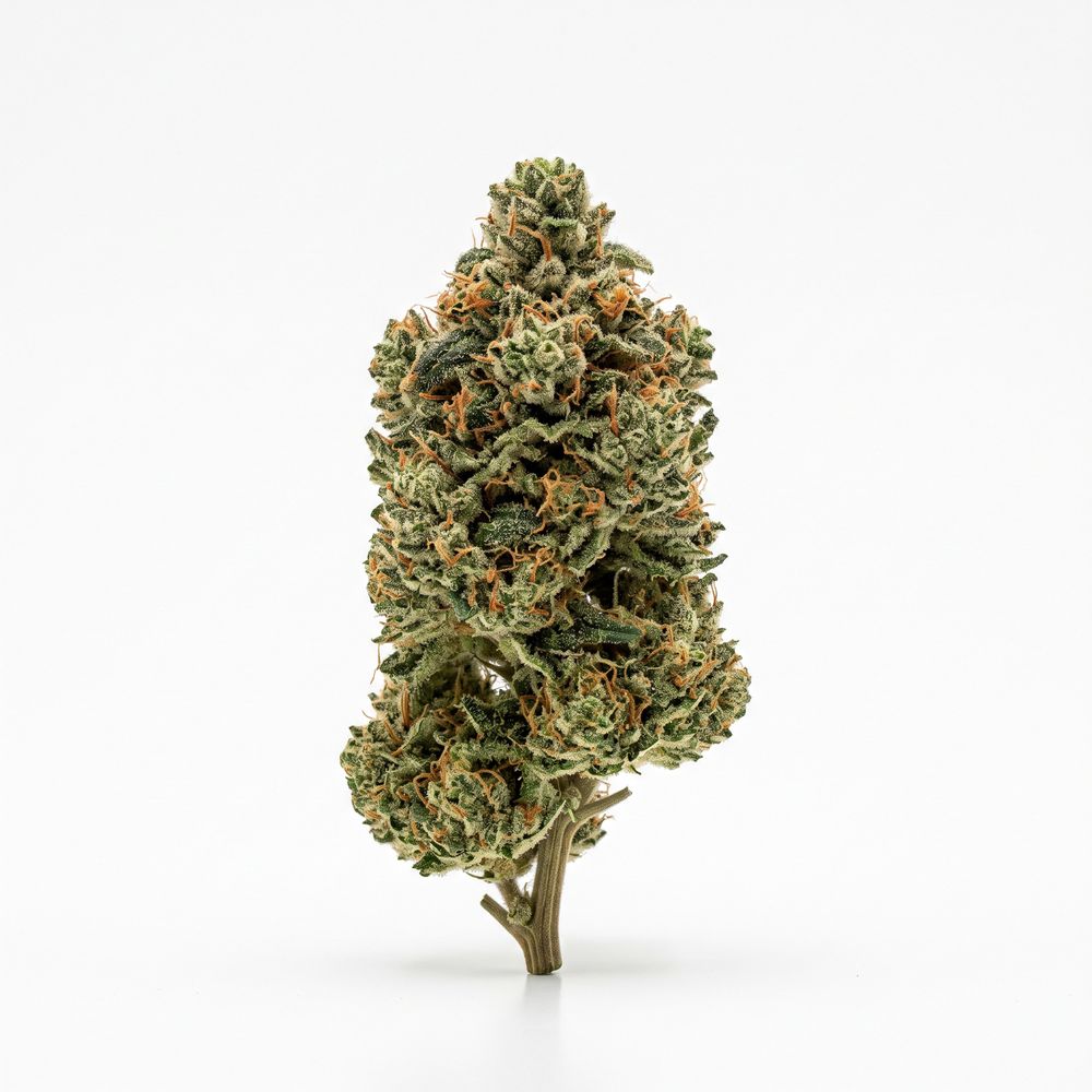 Medicus 27/1 EZA GMO