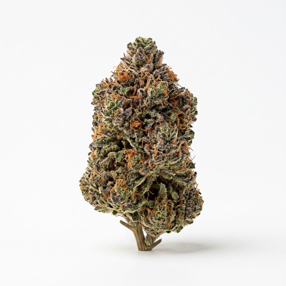 Cannamedical CM 23/1 MC Mandarine Cookies
