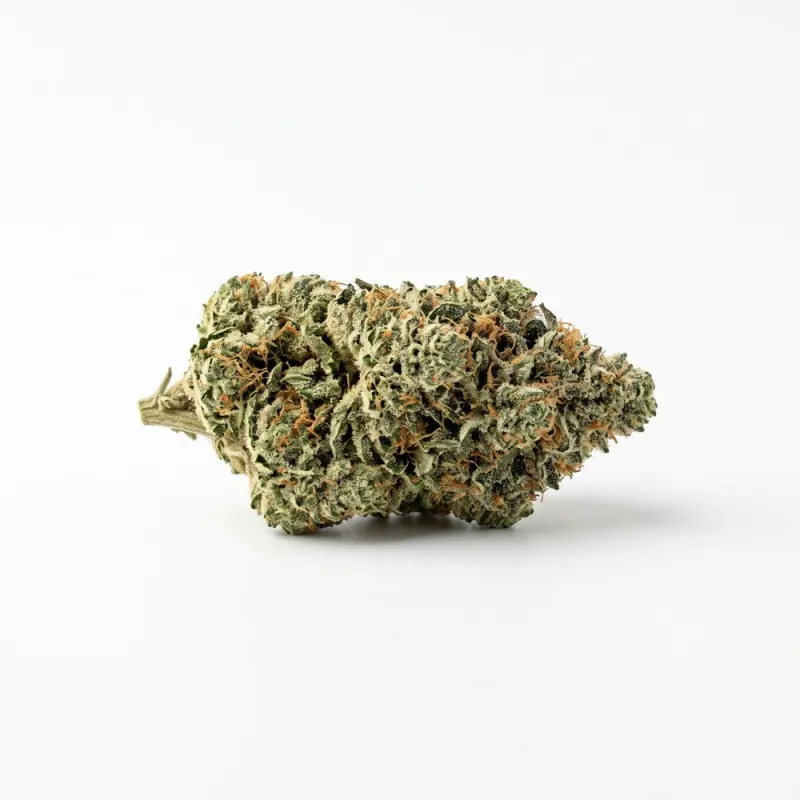 Budza 24/1 WRZ White Runtz