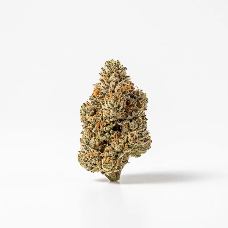 Canopy Bakerstreet 22/1 Hindu Kush