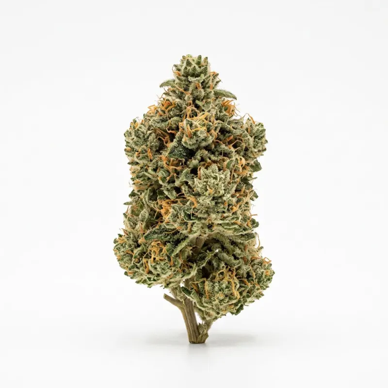 Weeco Duke 24/1 Purple Rain