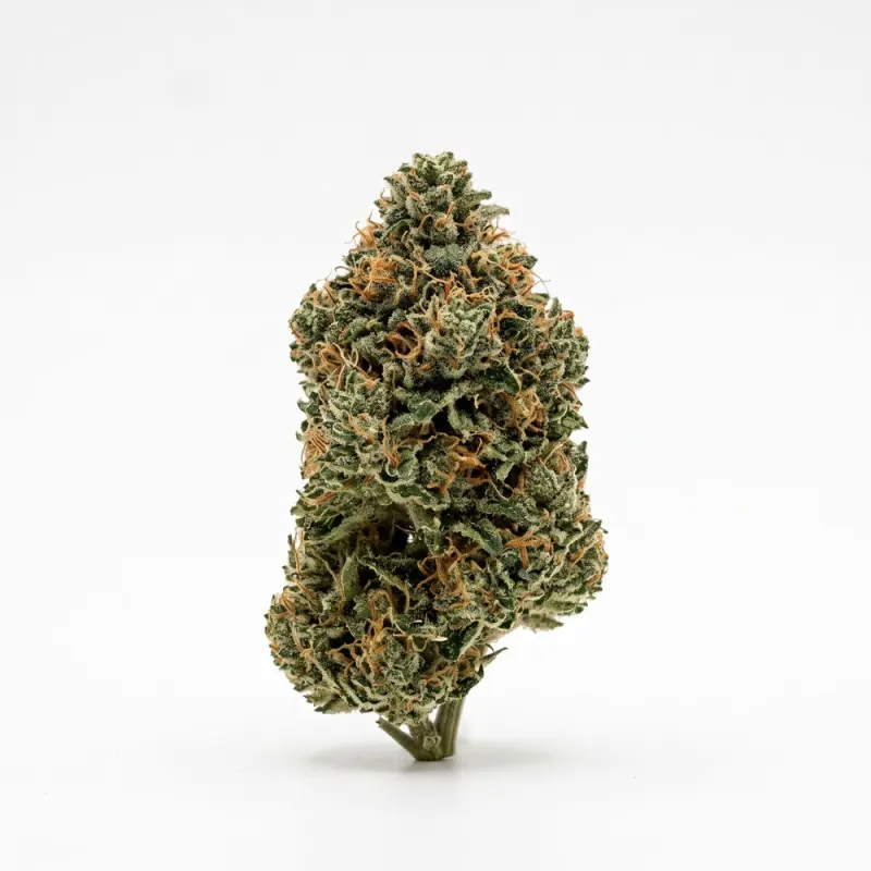 Remexian 27/1 BRC TRE Tropical Earth