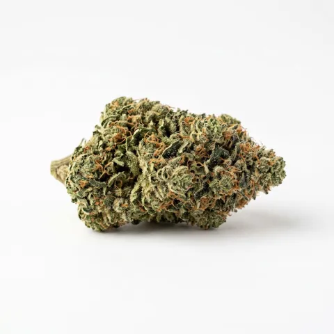 420 evolution 27/1 CA RZY Red Rozay