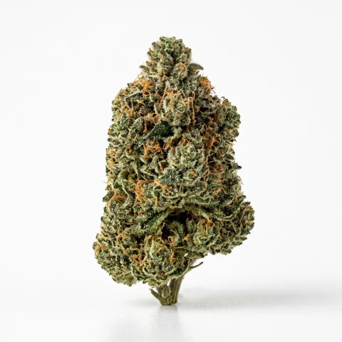 Tilray THC22 Sportlight Porto Beach Crasher