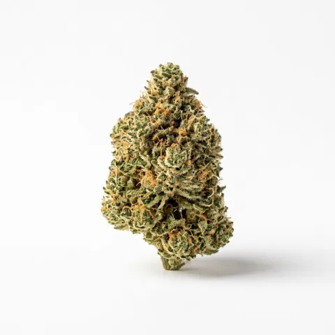 Barongo 26/1 JEA Banana Candy