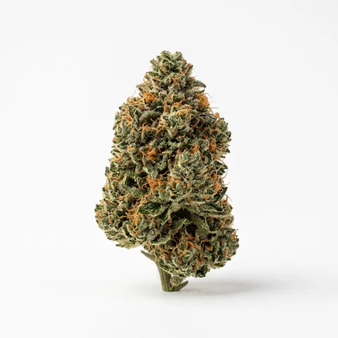 THC AKUT MG 24 BCP Black Cherry Punch