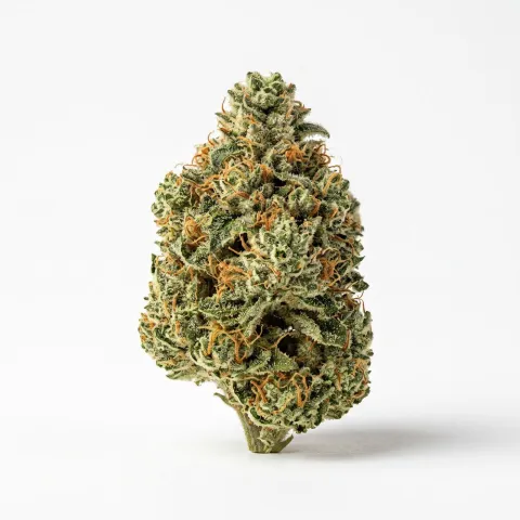 Luana 24/1 APE Sour Ape