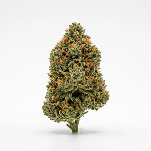 Beyond Bloom AV Gas 24/1