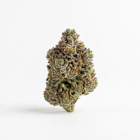 Medical Saints 24/1 PLC Platinum Garlic
