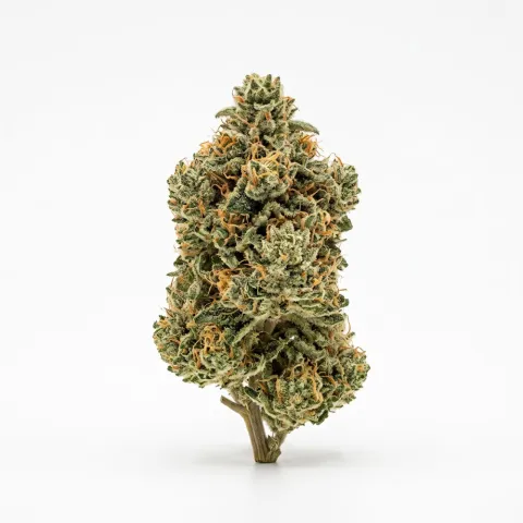 Cannamedical Hybrid forte DK SMS