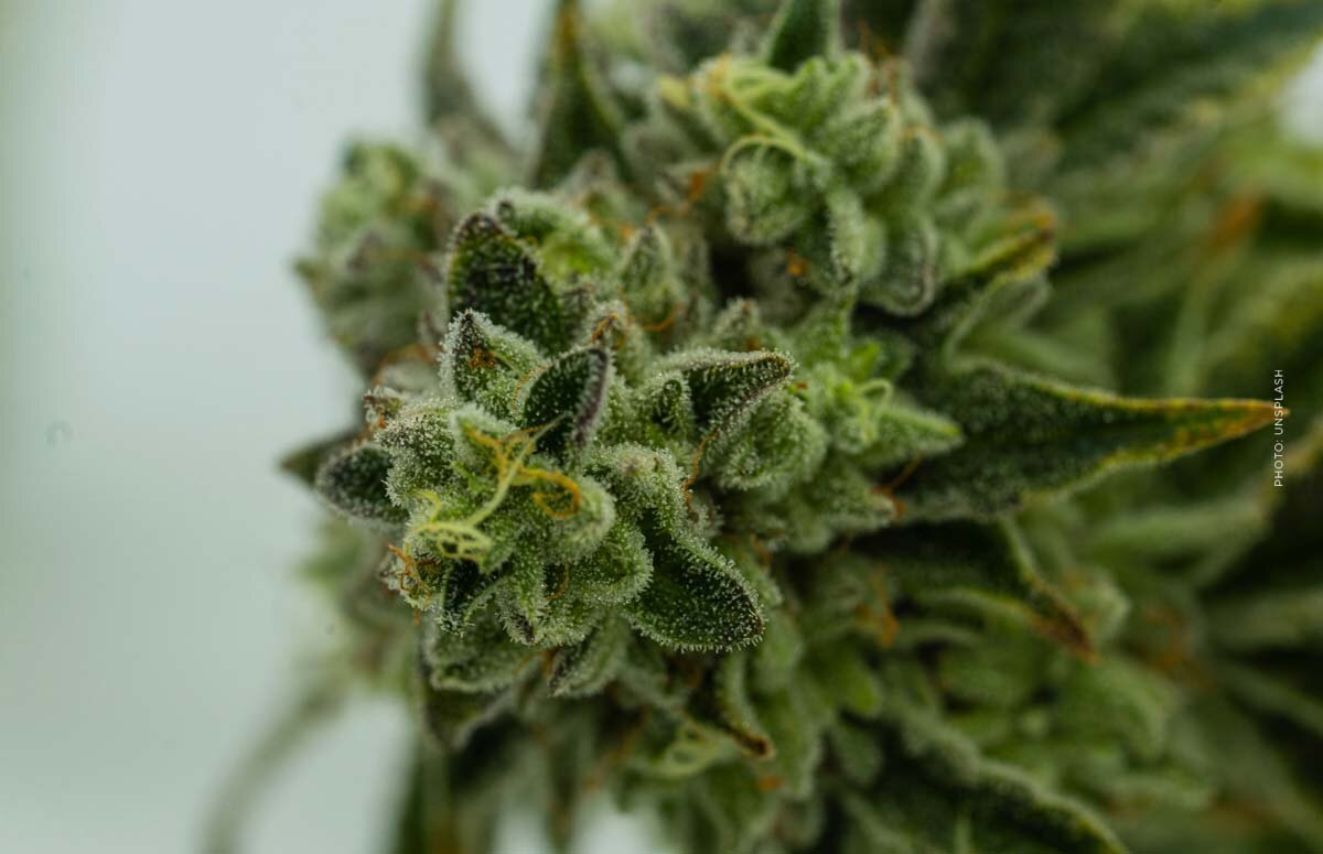 Cherry Pie: Cannabis Sorte - THC, CBD, Aroma & Wirkung