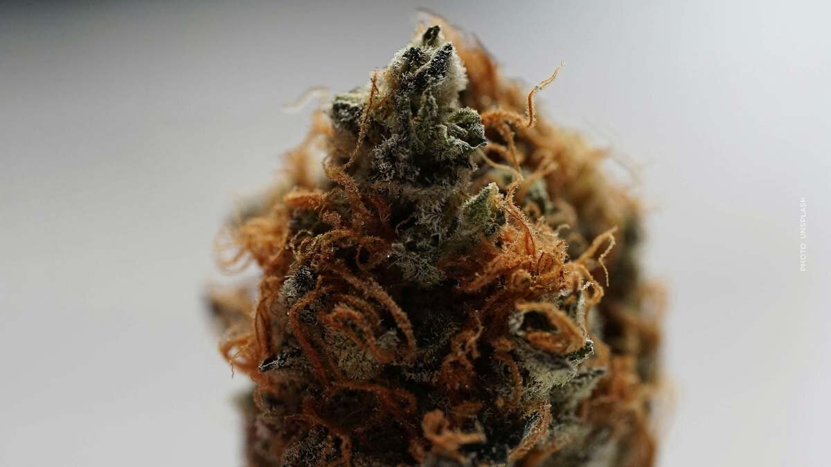 Purple Punch: Cannabis Sorte - THC, CBD, Aroma & Wirkung