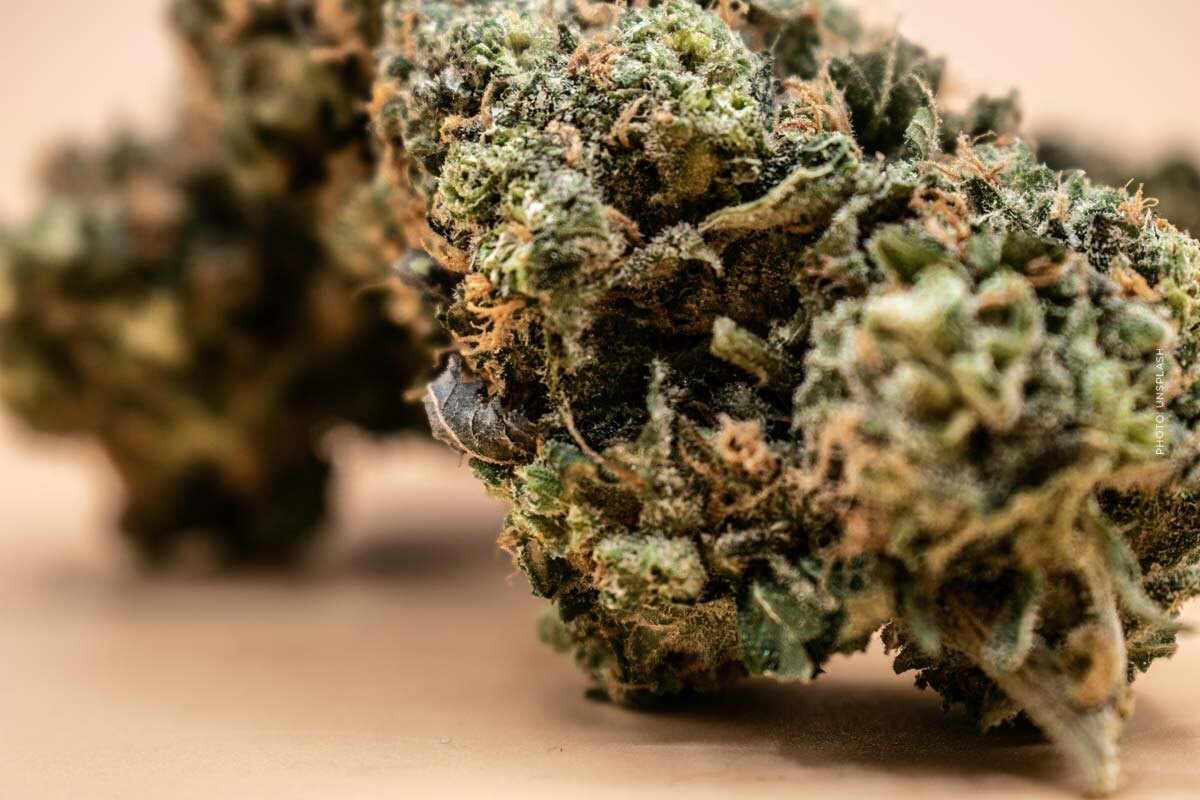 Mimosa: Cannabis Sorte - THC, CBD, Aroma & Wirkung