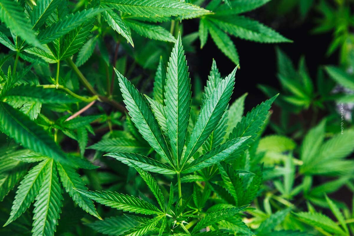 Pineapple Express: Cannabis Sorte - THC, CBD, Aroma & Wirkung