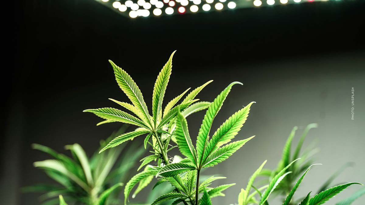 Gelato: Cannabis Sorte - THC, CBD, Aroma & Wirkung
