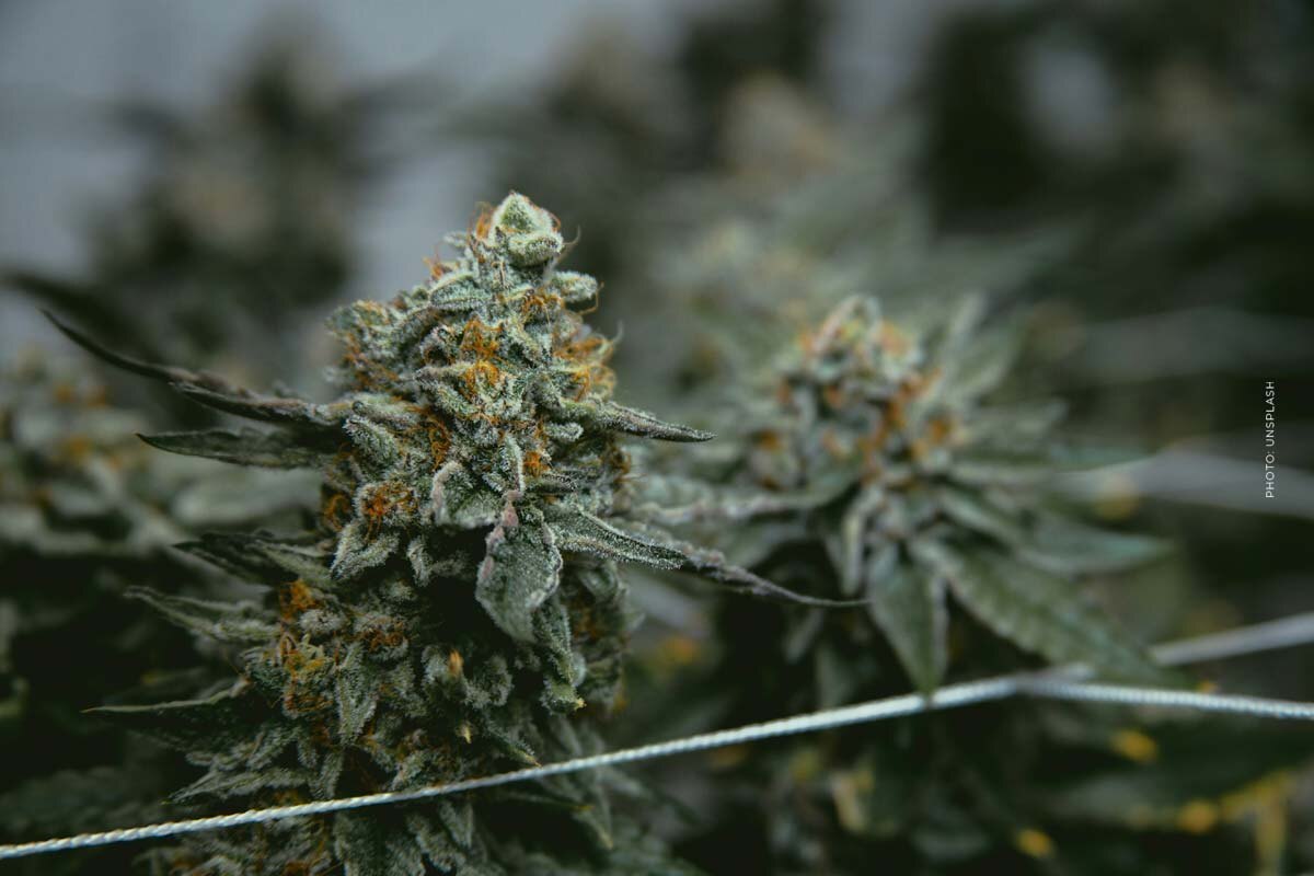 Für was ist Cannabisöl gut?