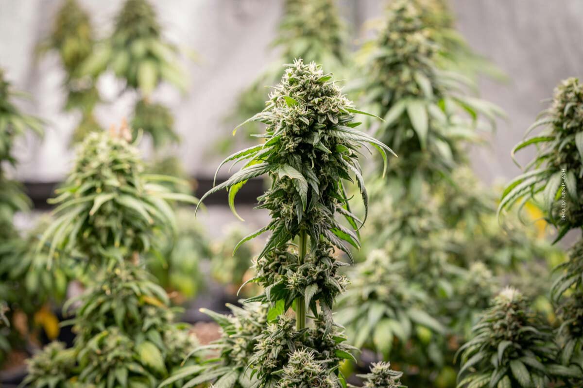 Cannabis Apotheke in der Nähe: Standorte, Verfügbarkeit, Beratung & Einkauf