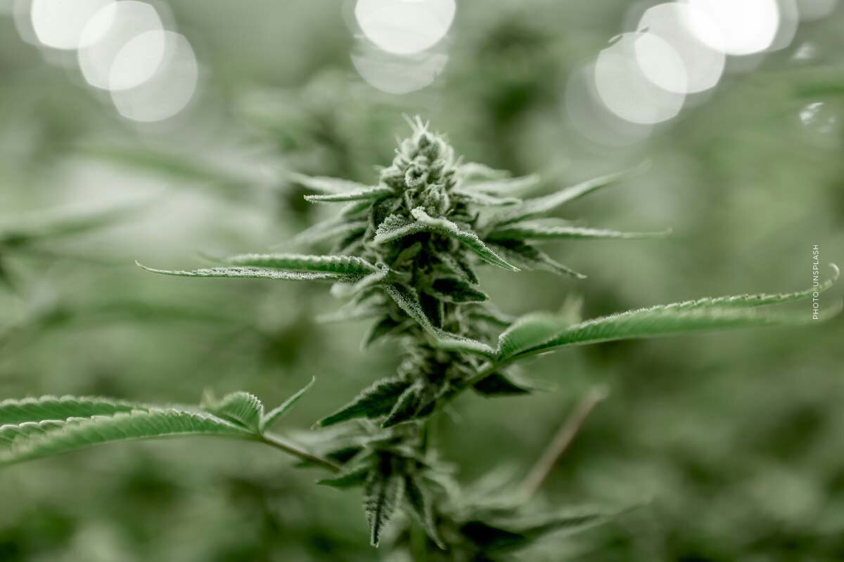 Cannabis THC: Sorten, Öl, Tropfen & Blüten