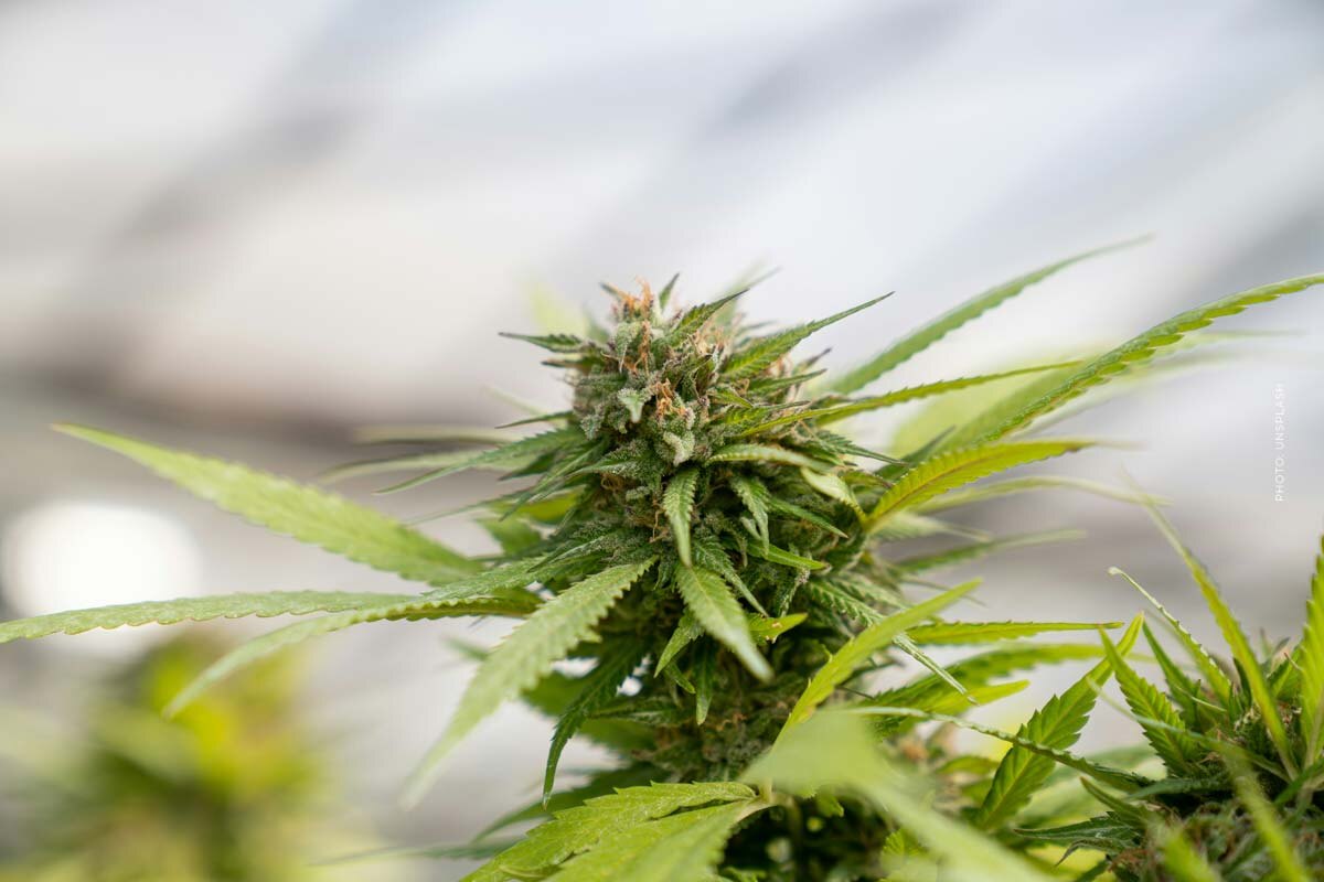 Cannabissorten im Überblick: THC, CBD, Aroma & Wirkung