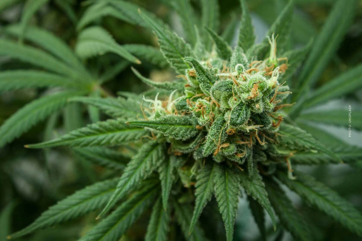 Cannabis Blüten: Sorten, THC, Medizinisch & Apotheke