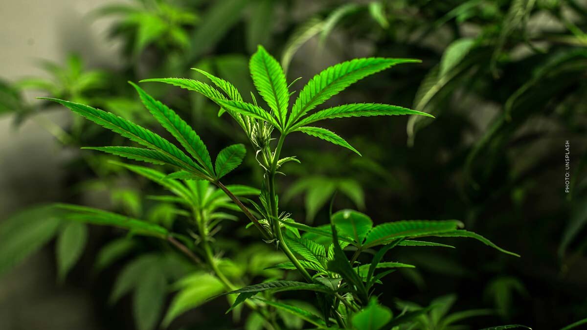 Blue Dream: Cannabis Sorte - THC, CBD, Aroma & Wirkung