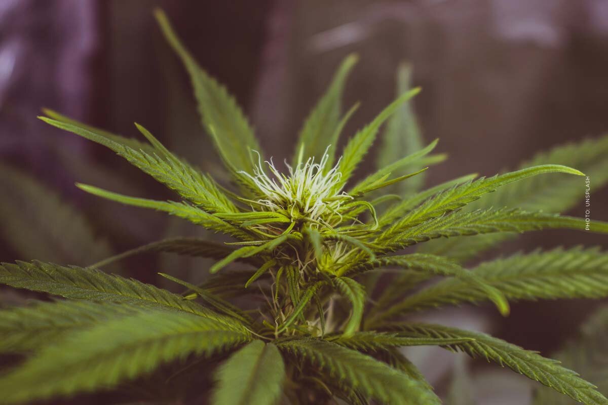 Sunset Sherbet: Cannabis Sorte - THC, CBD, Aroma & Wirkung