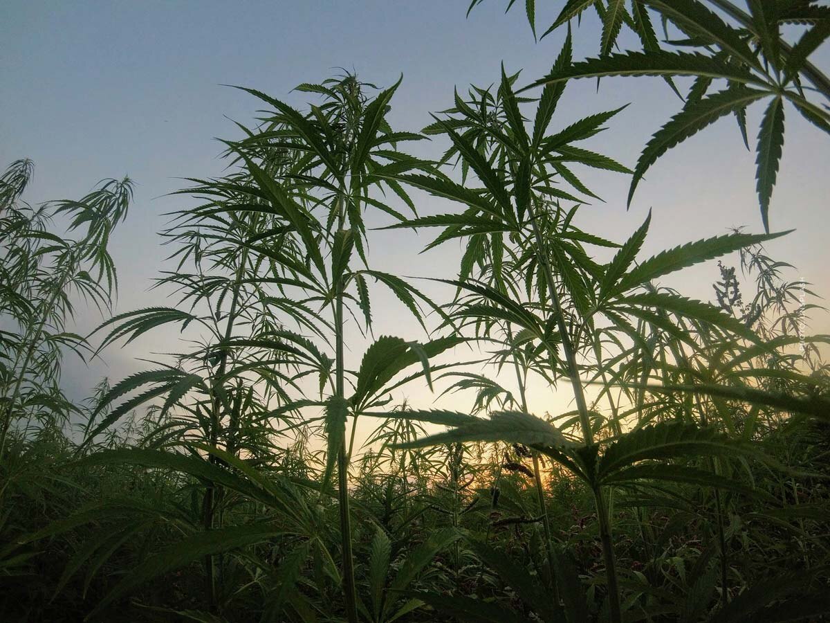 Strawberry Cough: Cannabis Sorte - THC, CBD, Aroma & Wirkung