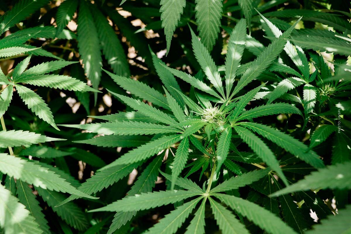 Zkittlez: Cannabis Sorte - THC, CBD, Aroma & Wirkung