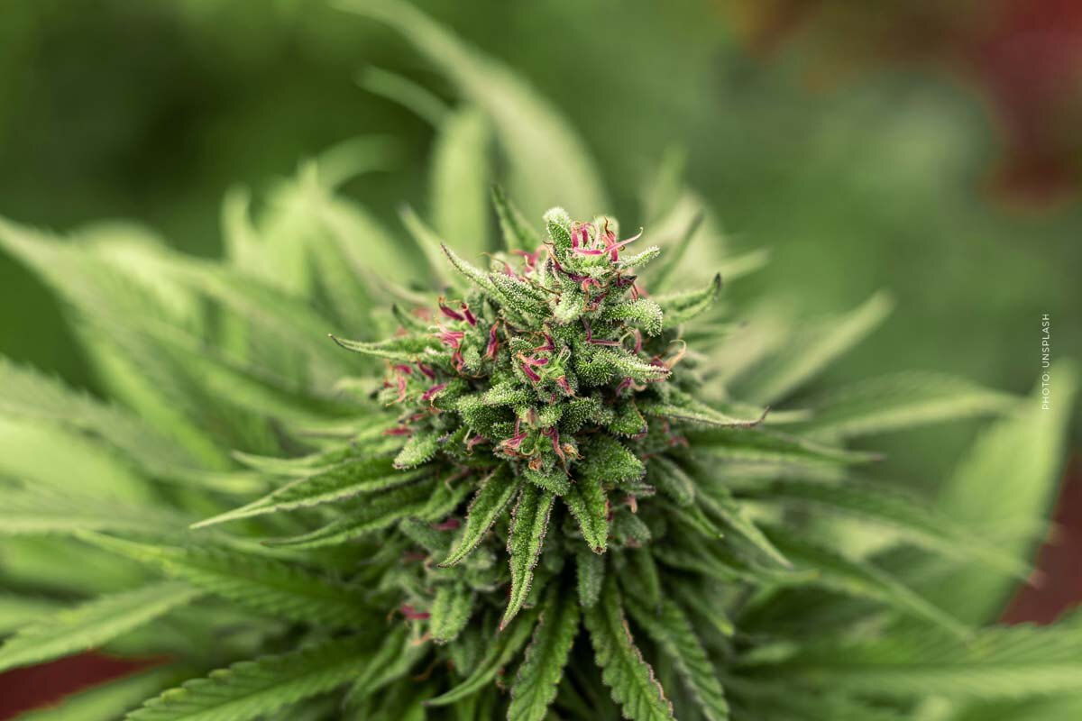 Amnesia Haze: Cannabis Sorte - THC, CBD, Aroma & Wirkung