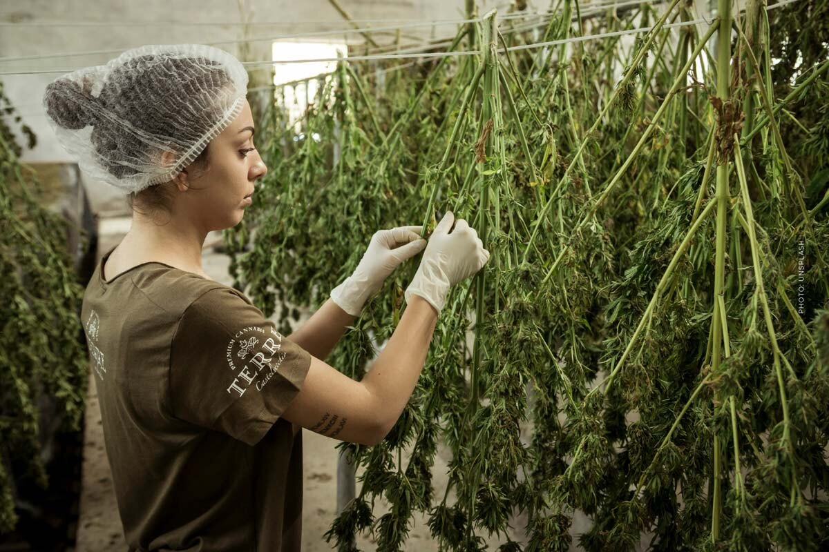 Cannabis Extrakt Einnahme: Oral, Rauchen und Verdampfen