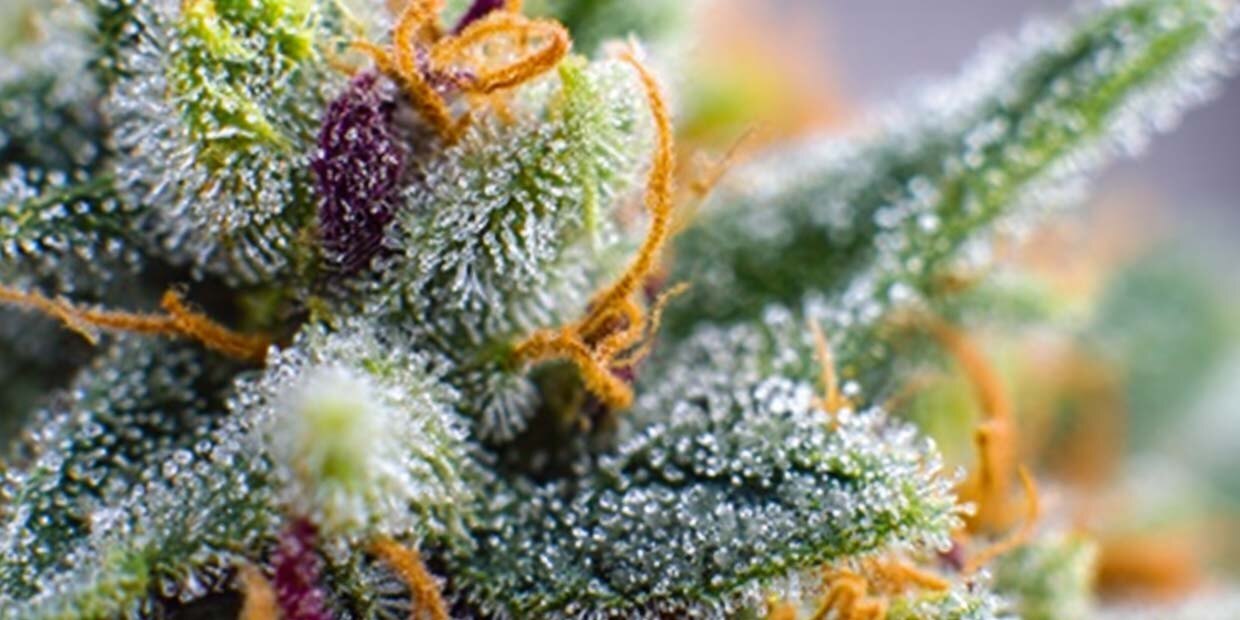 Analyse sorten terpene cannabis weed pflanze bluete mikroskop caryophyllen