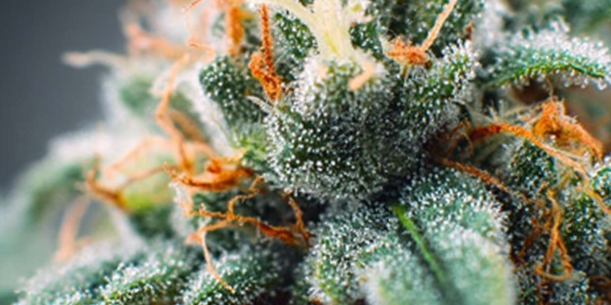 Analyse sorten terpene cannabis weed pflanze bluete mikroskop eucalyptol