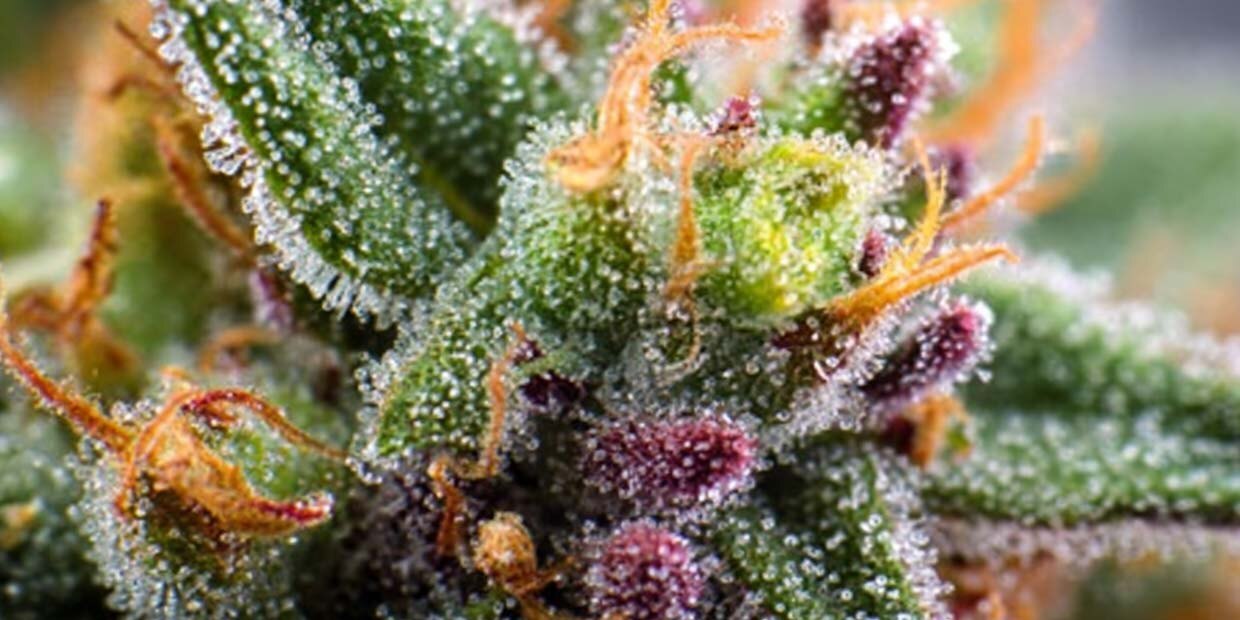Analyse sorten terpene cannabis weed pflanze bluete mikroskop isopulegol