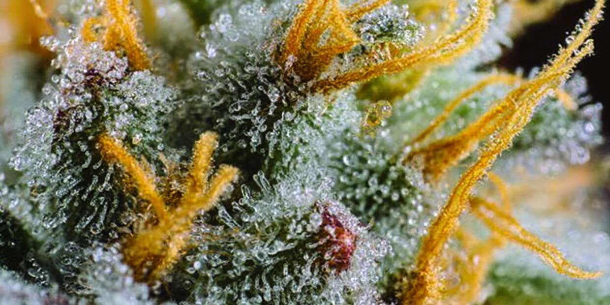 Analyse sorten terpene cannabis weed pflanze bluete mikroskop limonen