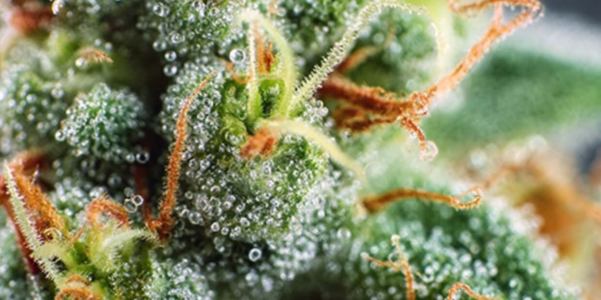 Analyse sorten terpene cannabis weed pflanze bluete mikroskop linalool