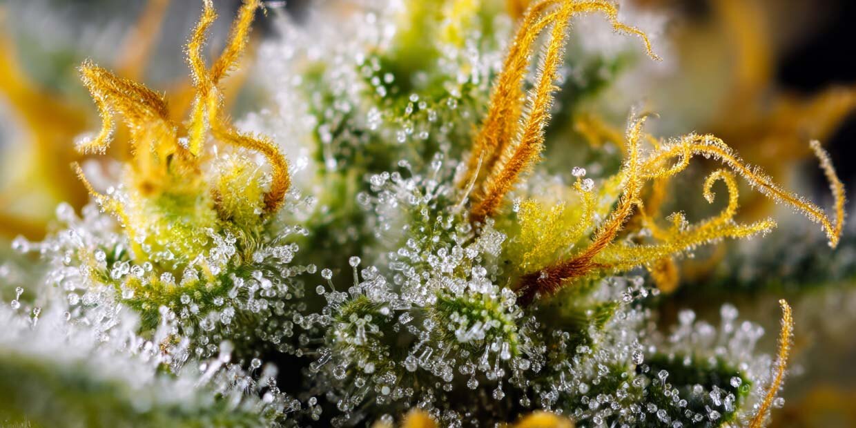 Analyse sorten terpene cannabis weed pflanze bluete mikroskop myrcen