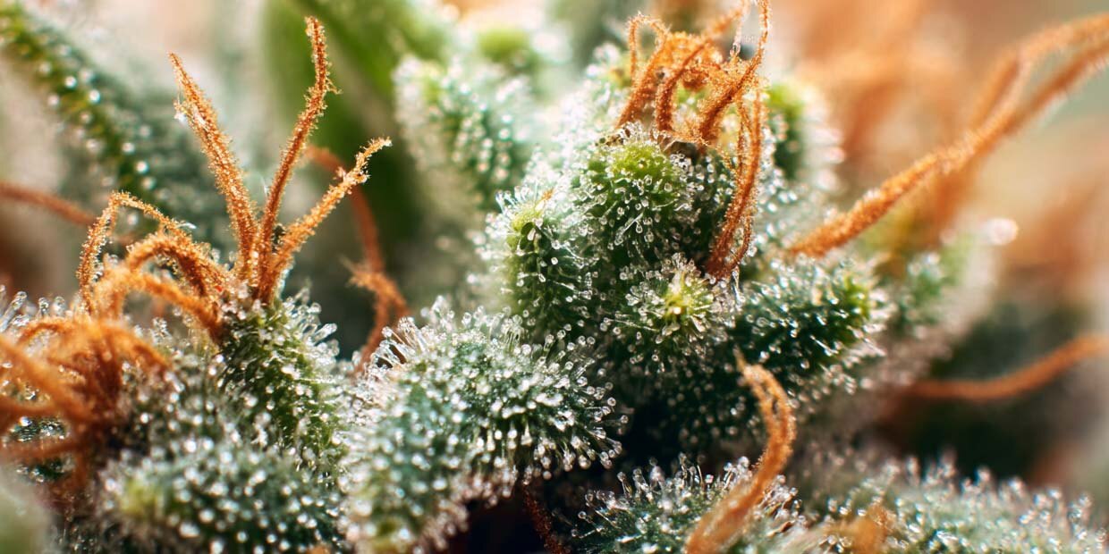 Terpene Cannabis: Effekt, Wirkung und Aromen - Liste