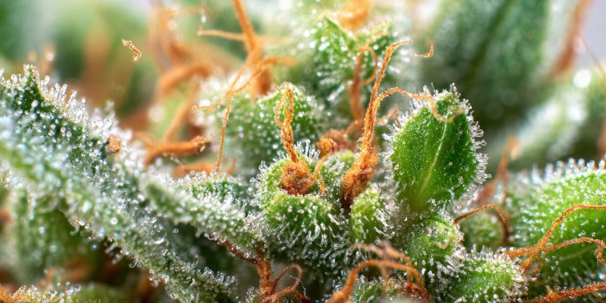 Analyse sorten terpene cannabis weed pflanze bluete mikroskop pinene