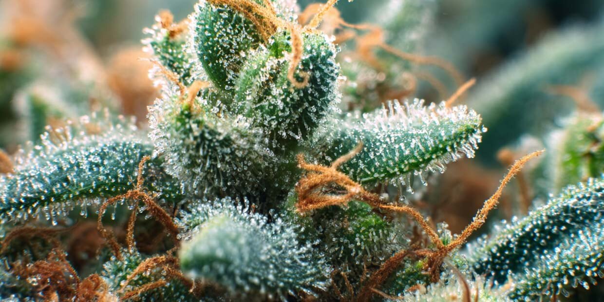Analyse sorten terpene cannabis weed pflanze bluete mikroskop sabinen