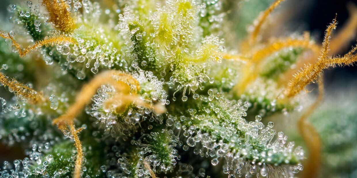 Analyse sorten terpene cannabis weed pflanze bluete mikroskop sabinen