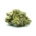 Exodus Cheese
