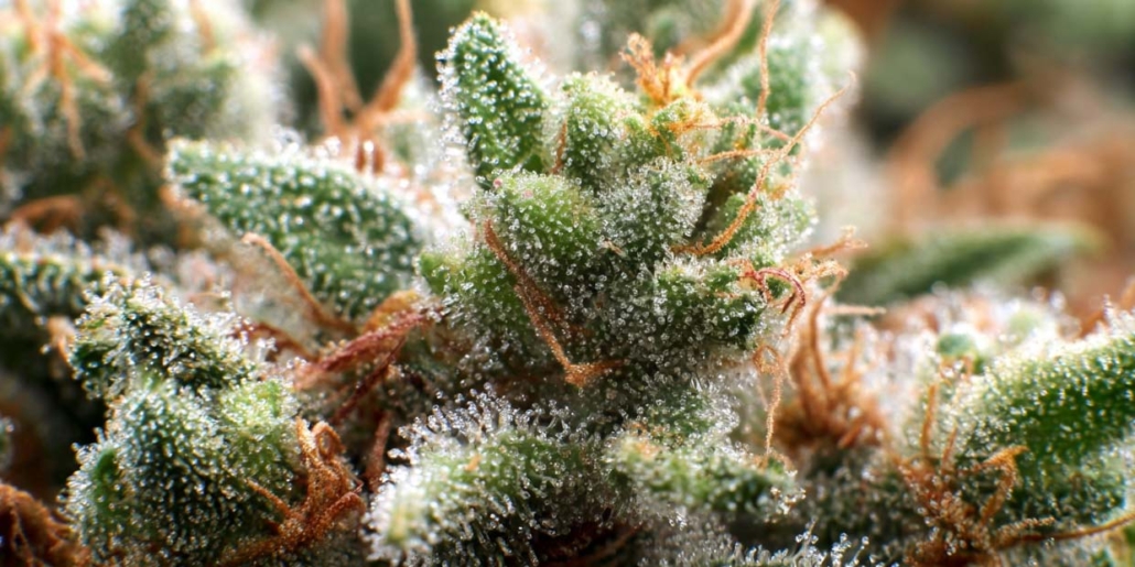 Cannabis Terpene: Myrcen, Limonen, Linalool & Co. – Wirkung & Aroma analyse-cannazen-sorten-terpene-cannabis-weed-pflanze-bluete-mikroskop-carene-bisabolol-limonen-wirkung-effekt-white-widow