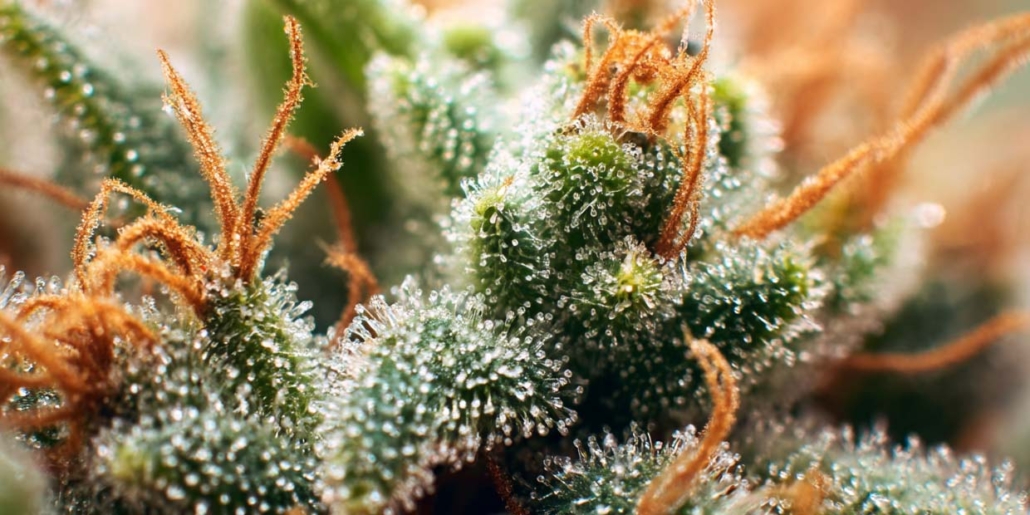 analyse-cannazen-sorten-terpene-cannabis-weed-pflanze-bluete-mikroskop-myrcen-limonen-bisabolol-wirkung-effekt-orange-bud
