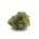 Sun County Kush