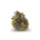 GMO Cookies X Kush Mints
