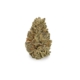 Orange Bud