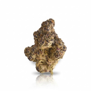 Blue Lobster x 25,0% THC | Cantourage